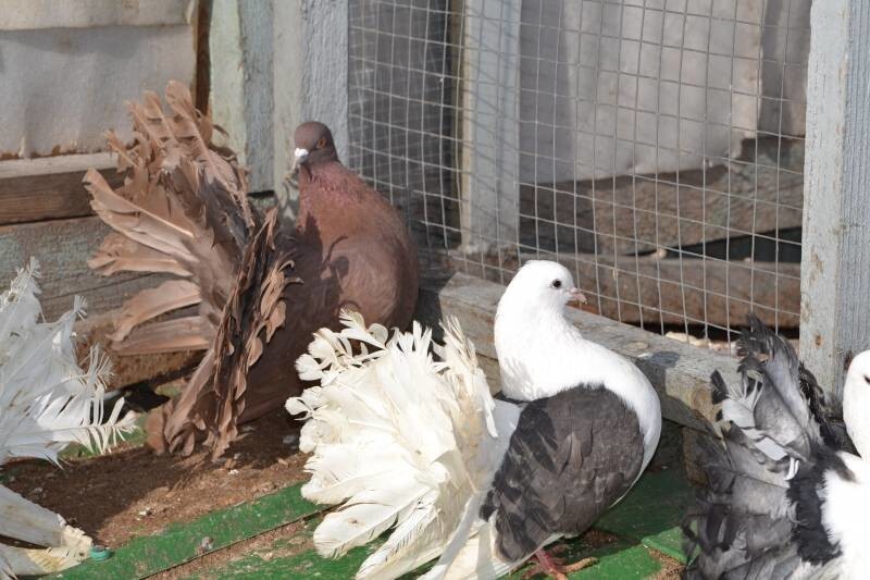 12. Павлиний голубь (Columba livia)