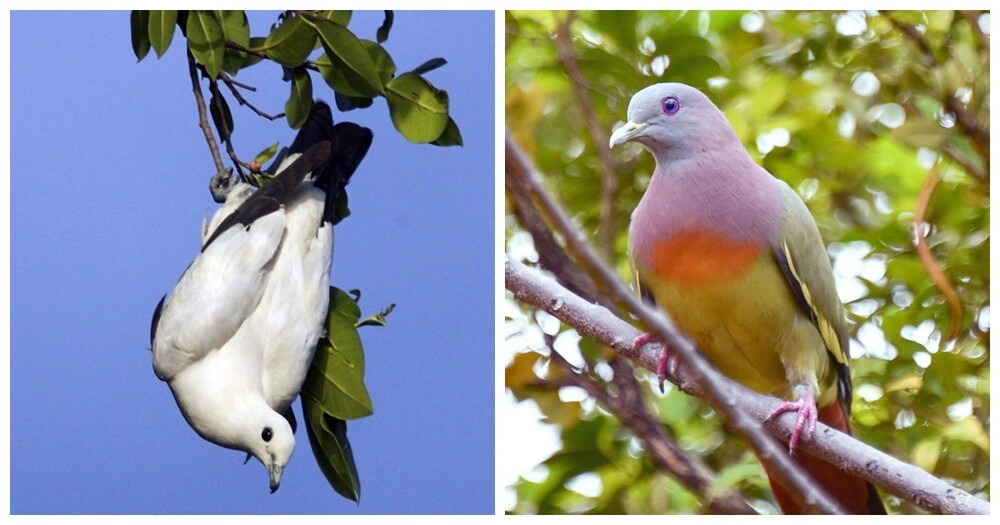 15 невероятных голубей, которых вы никогда не видели