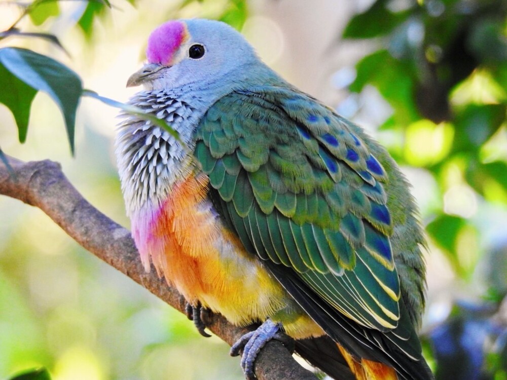 1. Розовошапочный пёстрый голубь (Ptilinopus regina)