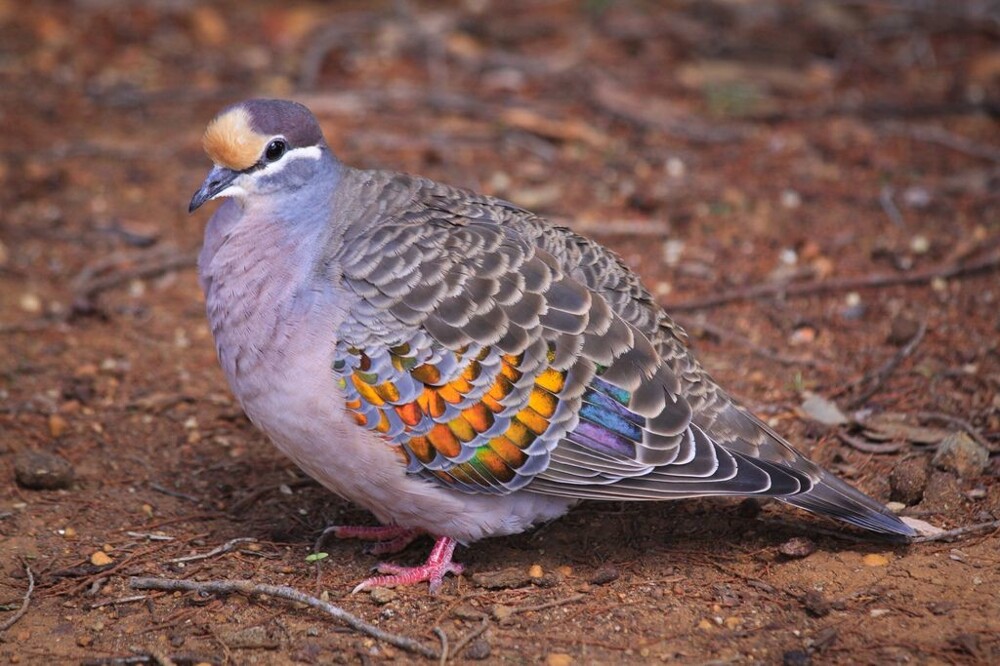 11. Бронзовокрылый голубь (Phaps)