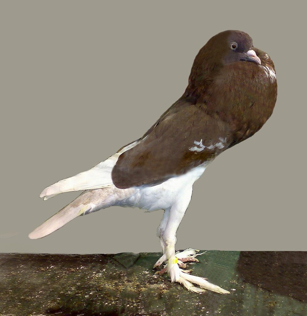6. Дутыш (Columba livia)