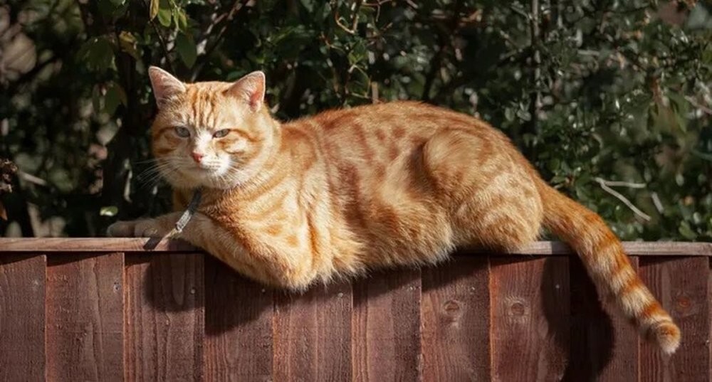 Сходка рыжей пушистой банды