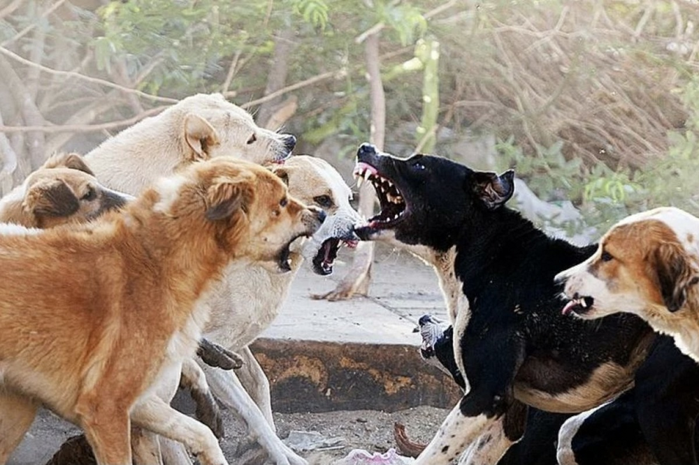 Чем отличается иерархия волков от собак?