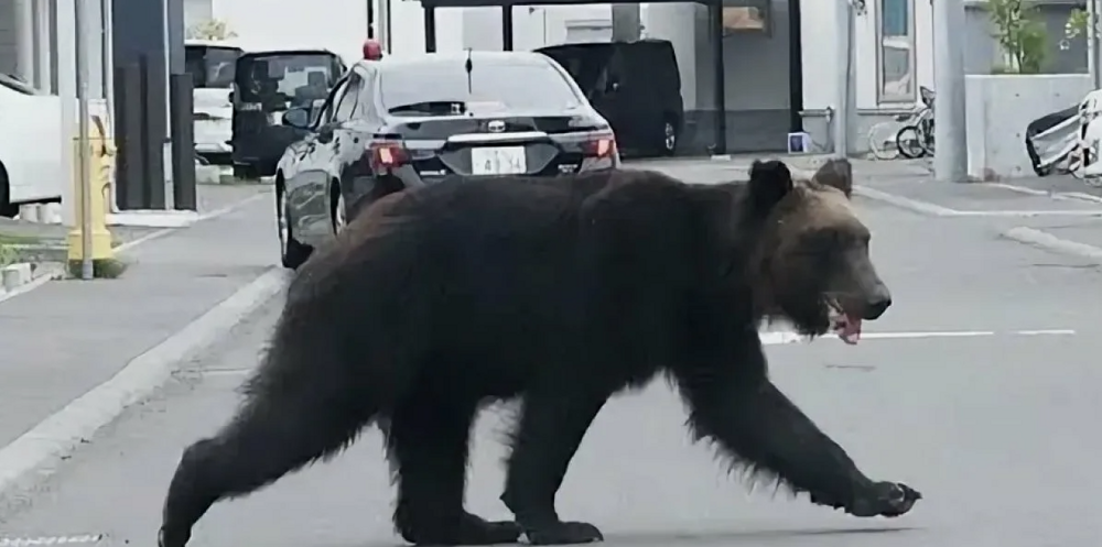Япония тестирует «лающие дроны», чтобы отгонять медведей от людей