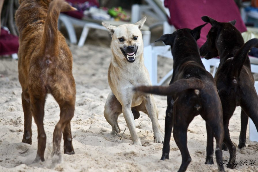 Чем отличается иерархия волков от собак?