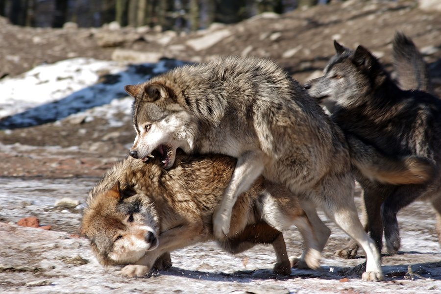 Чем отличается иерархия волков от собак?