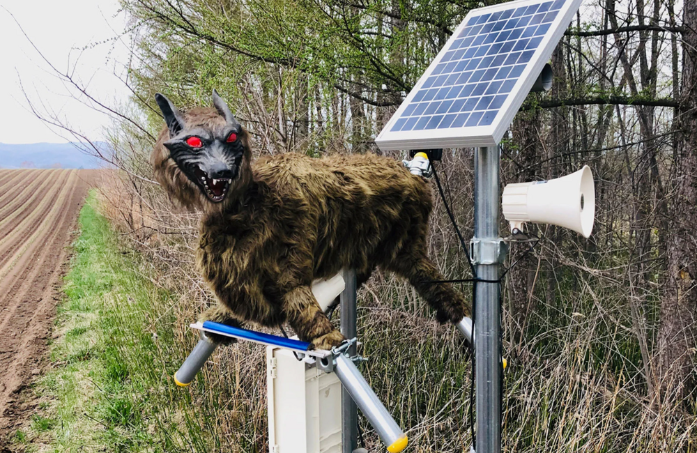 Великая борьба японцев с медведями