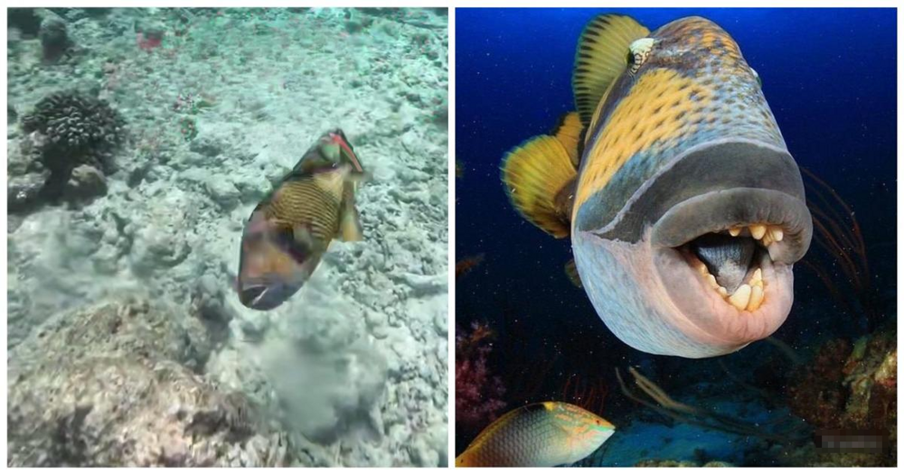 Тропическая рыба напала на мужчину