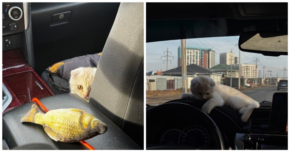 Тариф котокомфорт: к девушке приехал таксист с котёнком