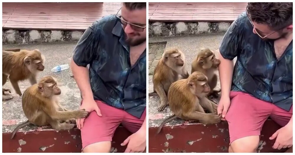 Обезьяны пристают к туристу