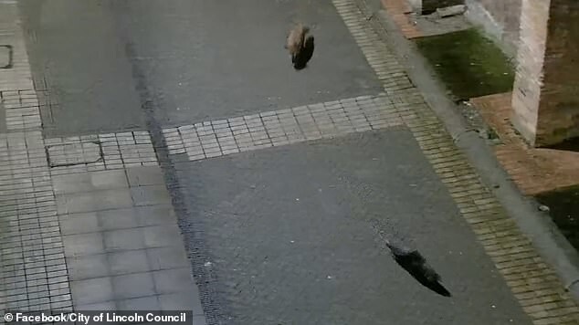 Выдра и лиса прогулялись по ночному городу