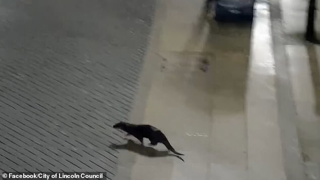 Выдра и лиса прогулялись по ночному городу