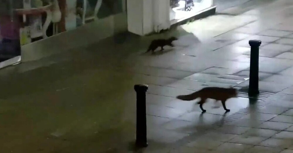 Выдра и лиса прогулялись по ночному городу