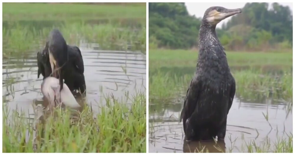Перекус прожорливого баклана