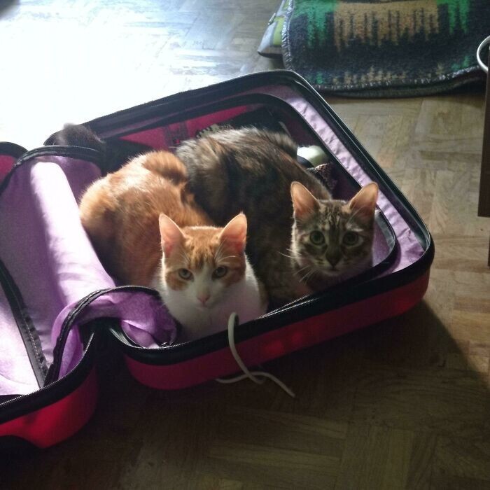 7. Мы едем, едем, едем