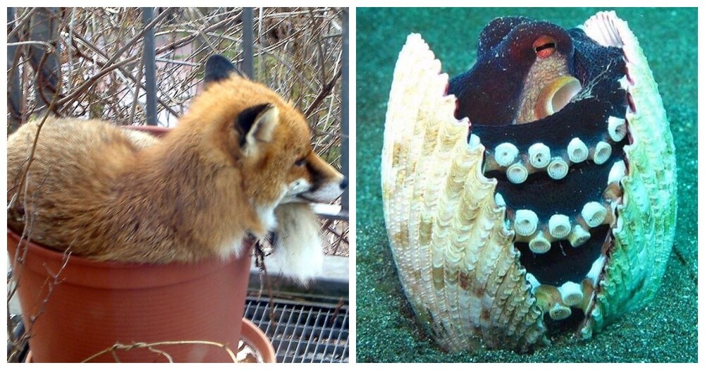 22 очаровательных создания, которые способны с комфортом разместиться где угодно