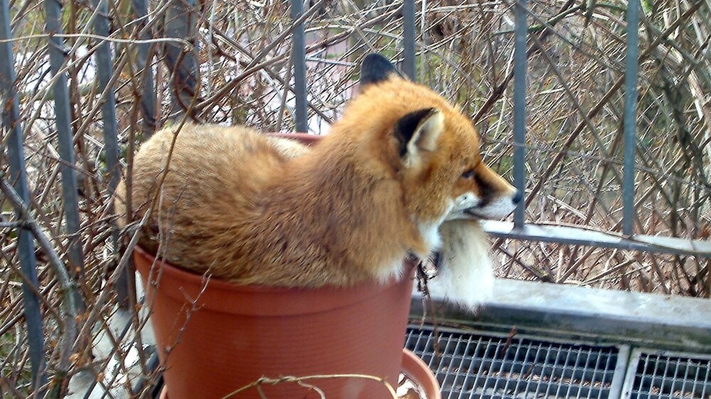 18. Зимнее настроение