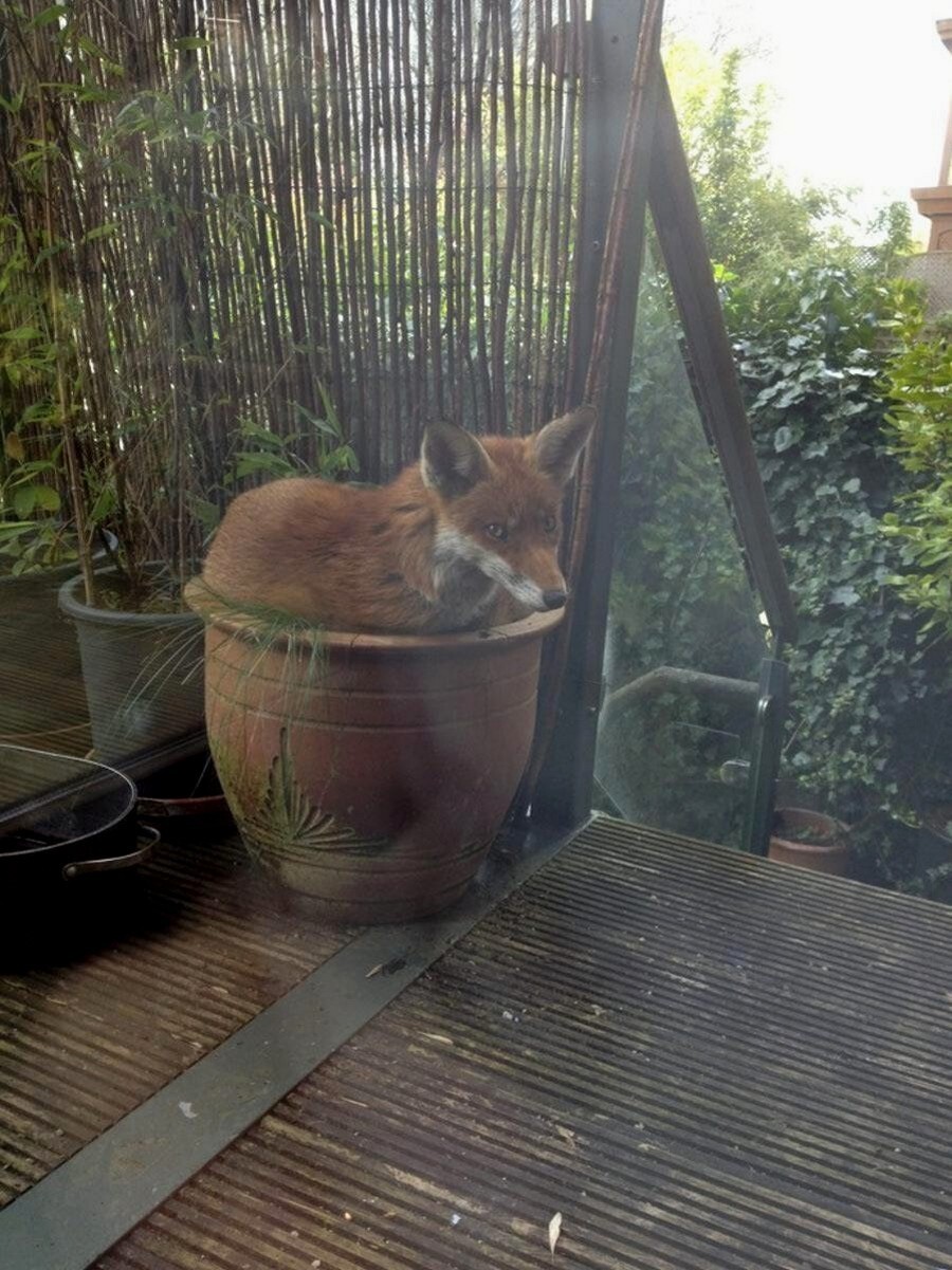 16. В ожидании Колобка