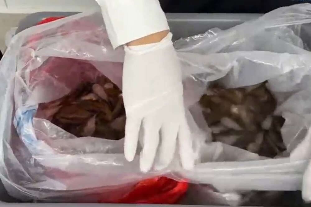 Китаянка пыталась пронести на себе более 200 живых рыб