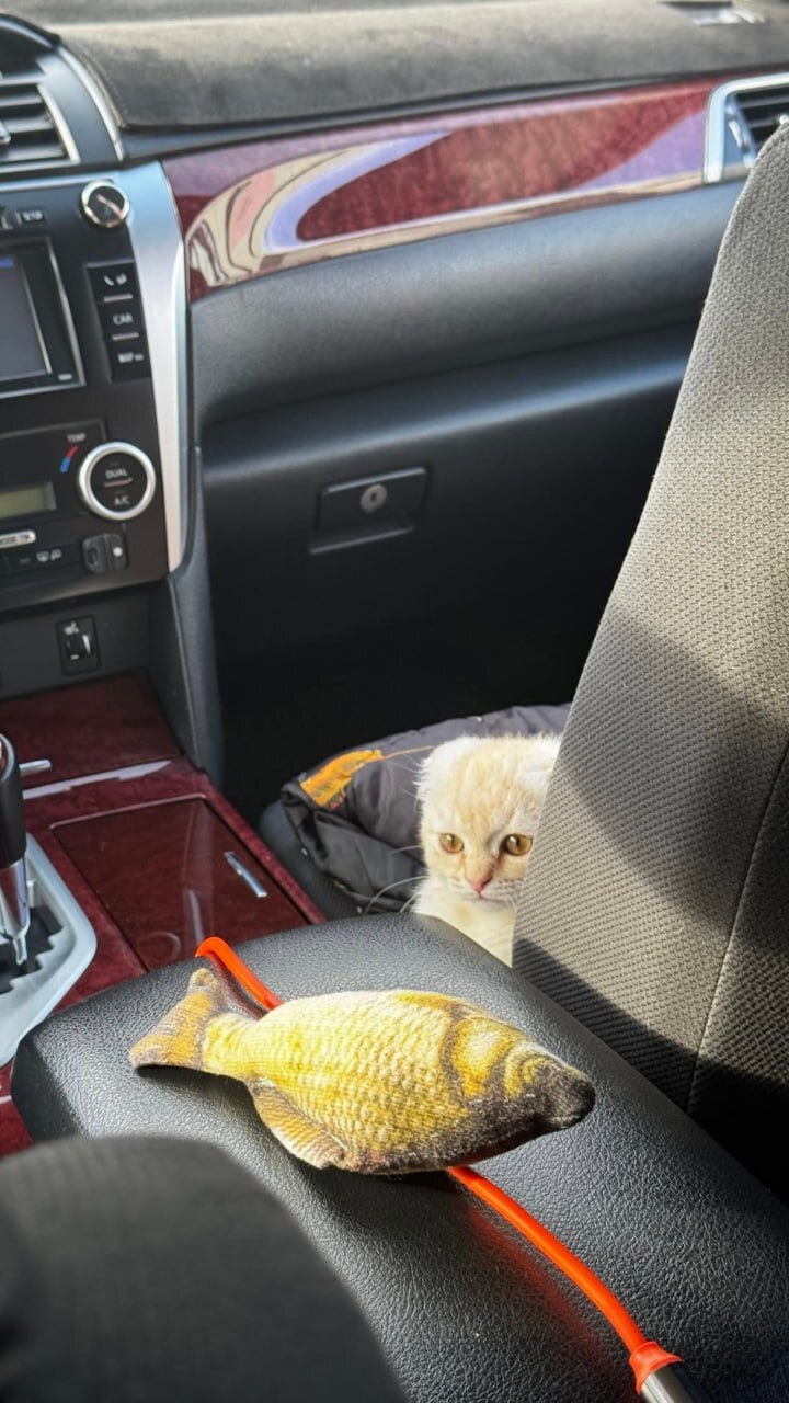 Тариф котокомфорт: к девушке приехал таксист с котёнком