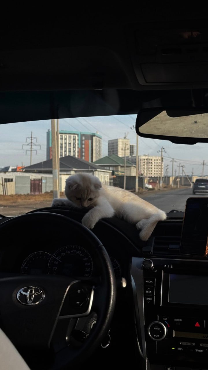 Тариф котокомфорт: к девушке приехал таксист с котёнком