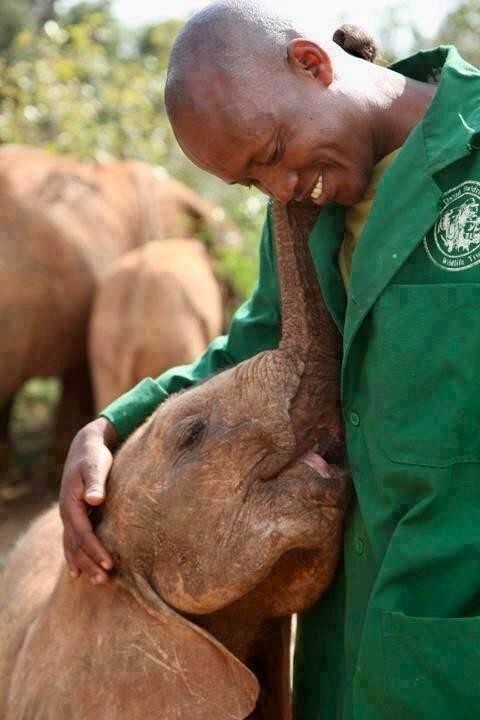 Маленькие слонята ничем не отличаются от детей