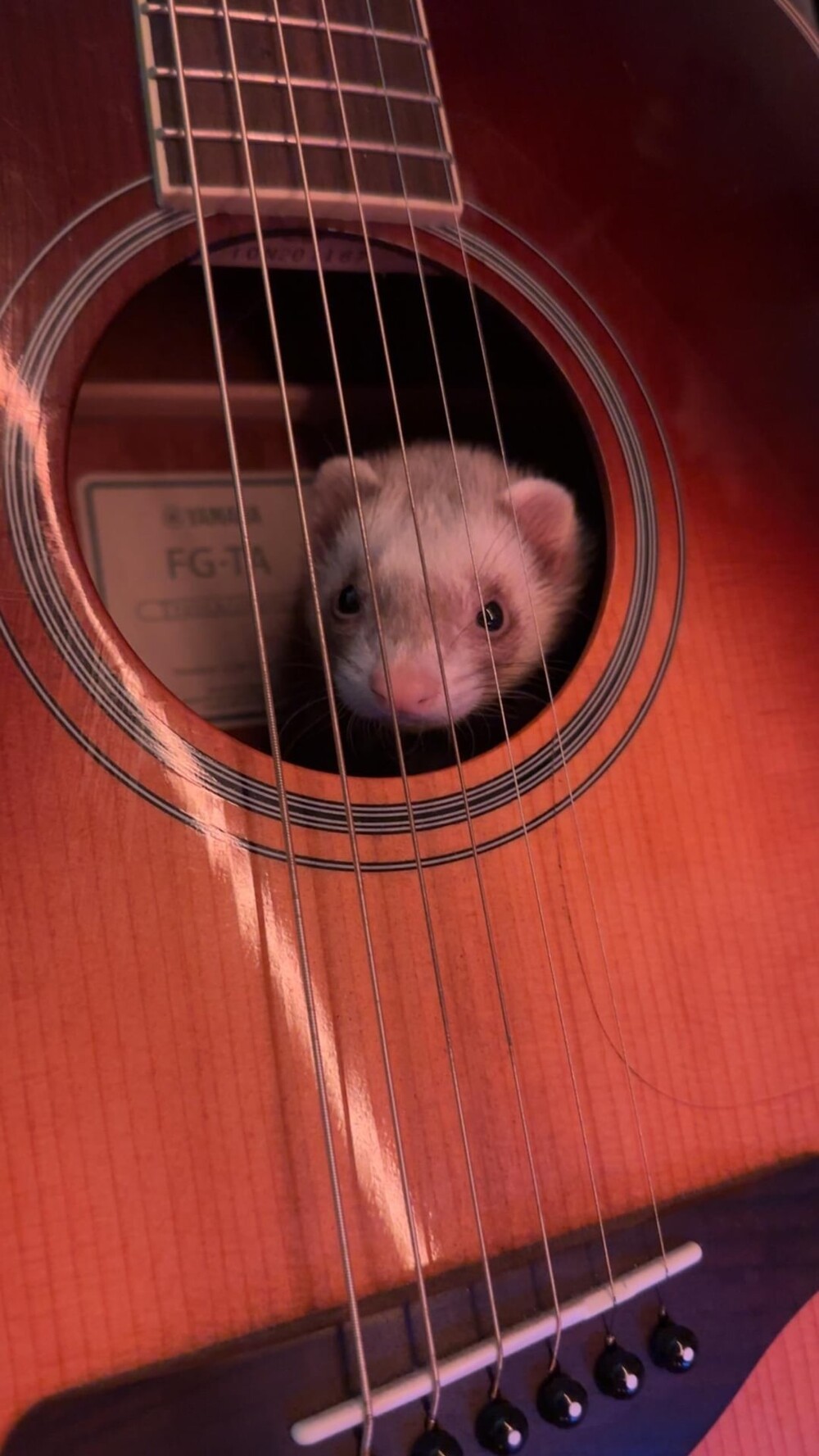 19. Элеонора оказалась в гитаре 