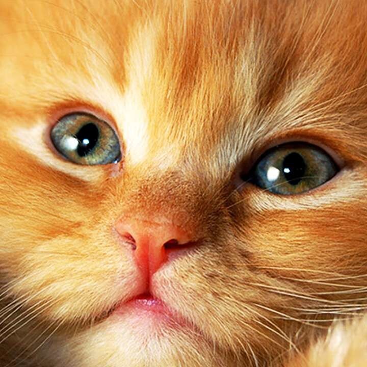 17.  Зеркало пушистой души