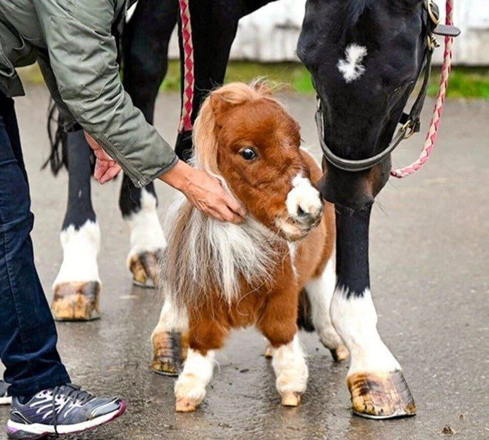 Маленький конь с большим и добрым сердцем