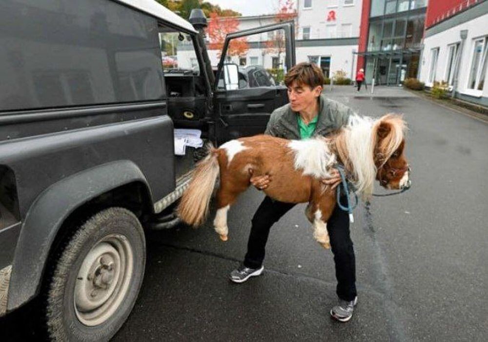 Маленький конь с большим и добрым сердцем