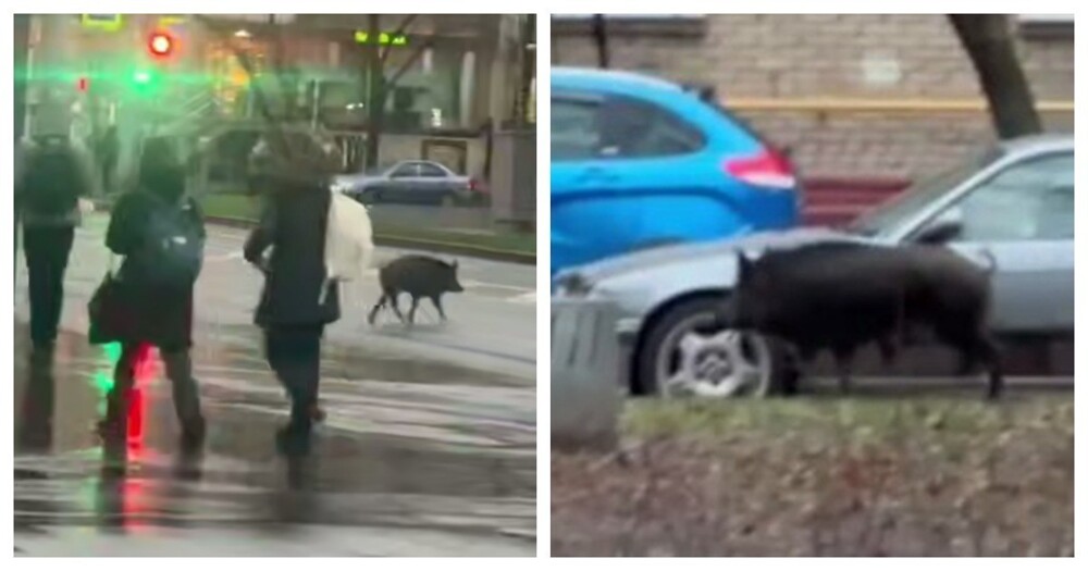 Кабан пробежался по улицам Москвы