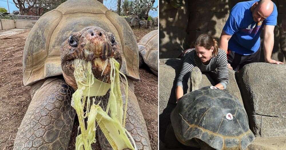 Старейшая обитательница зоопарка Сан-Диего скончалась в возрасте 141 года