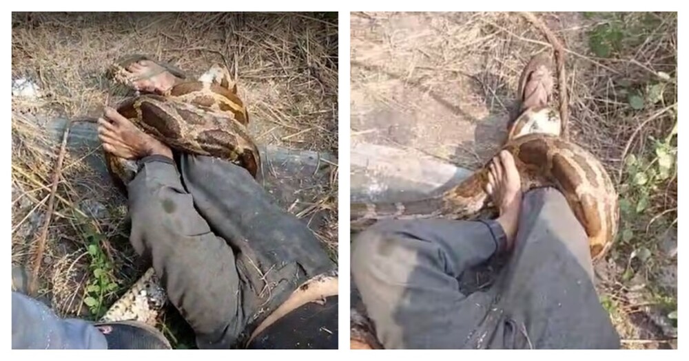 Питон напал на рабочего в Индии