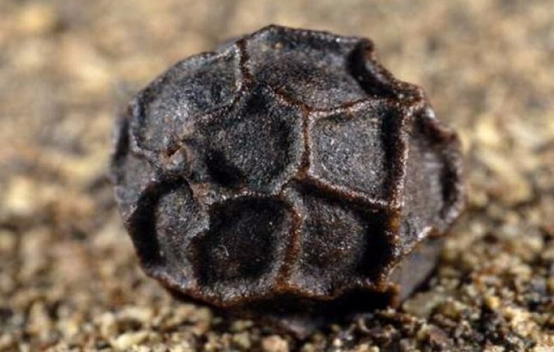 19. Горошина чёрного перца