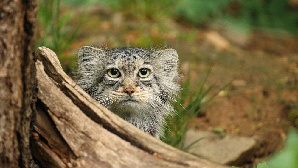 Попытка толстенького манула Тимофея забраться на дерево