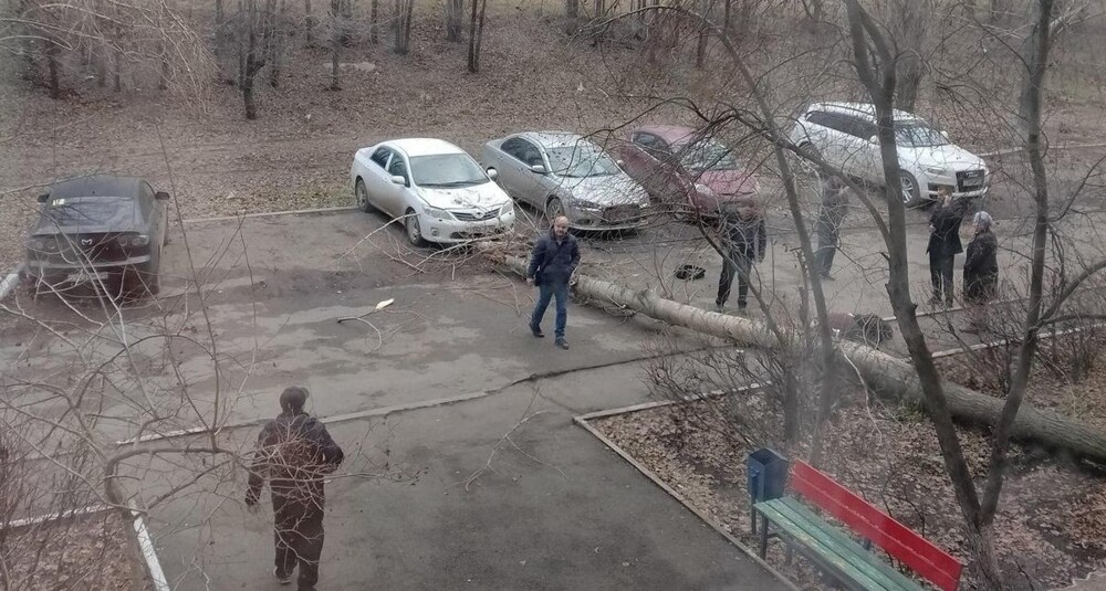 Дерево упало на девушку в Оренбурге