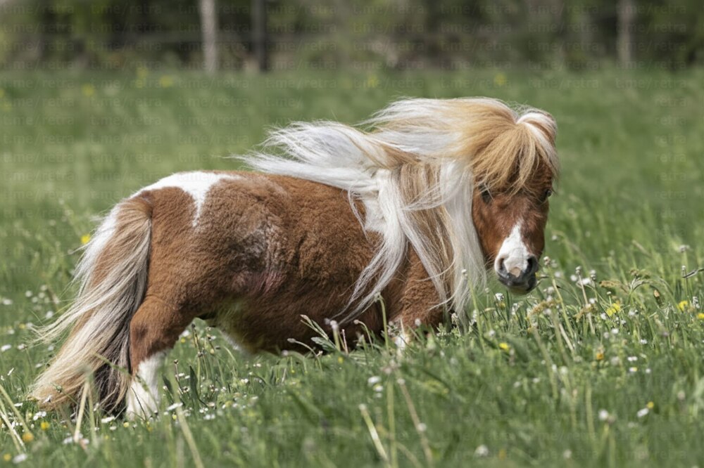 Маленький конь с большим и добрым сердцем