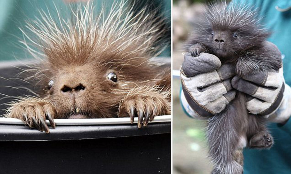 Поркупин:  смертельно опасный зверь, о котором мало кто знает