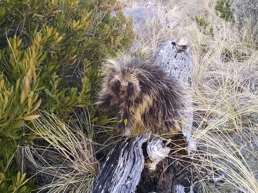Поркупин:  смертельно опасный зверь, о котором мало кто знает