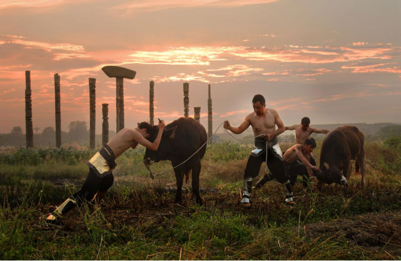 Тонкая наука драки с быком