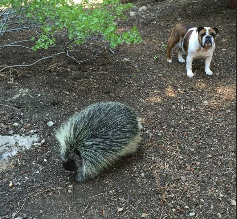 Поркупин:  смертельно опасный зверь, о котором мало кто знает