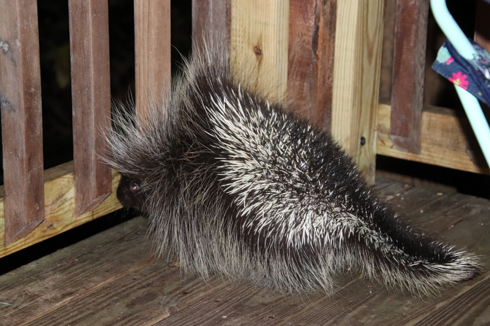 Поркупин:  смертельно опасный зверь, о котором мало кто знает