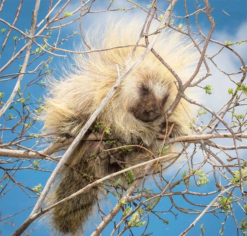Поркупин:  смертельно опасный зверь, о котором мало кто знает