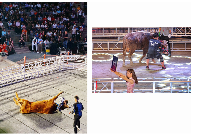 Быка в это время тоже тренируют