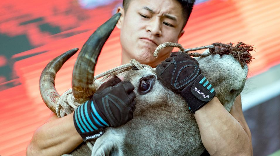 Китайская борьба с быком голыми руками