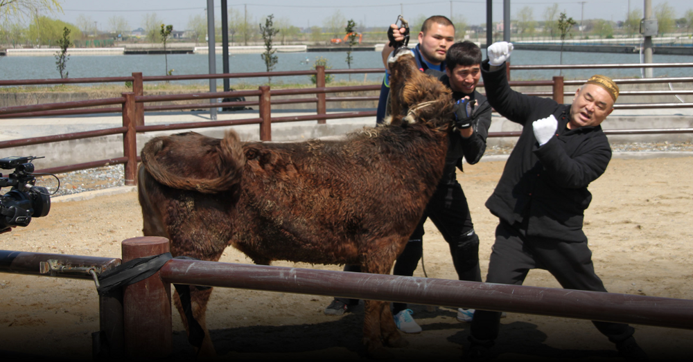 Китайская борьба с быком голыми руками