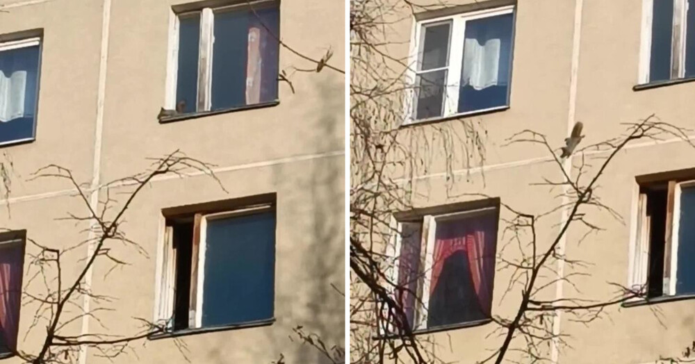 В Чертанове заметили белку, которая бегала по стене дома и заглядывала в окна