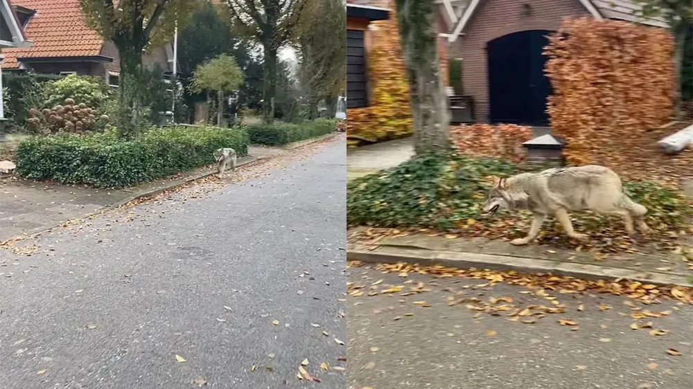 Женщина и волк: неожиданная встреча на улице