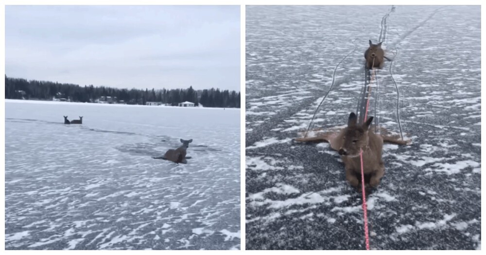 Мужик на коньках спас оленят