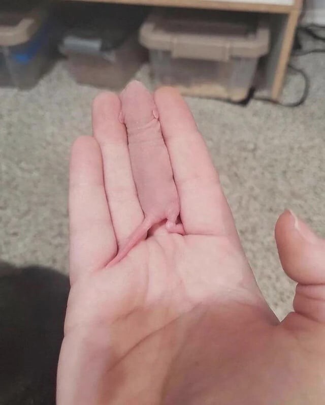 2. Это шрам или что-то крохотное и живое?